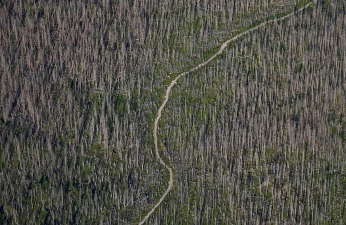 Τα ορεινά δάση χάνονται με επιταχυνόμενους ρυθμούς θέτοντας σε κίνδυνο τη βιοποικιλότητα