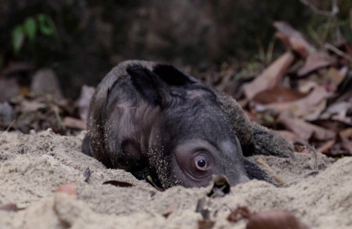 Σπάνια γέννηση απειλούμενου ρινόκερου της Σουμάτρας στην Ινδονησία (video)