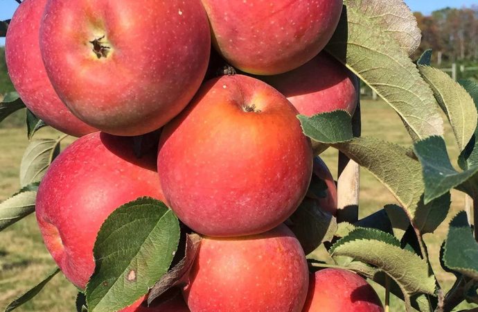 Επιστήμονες ανέπτυξαν δυο νέες ποικιλίες μήλων ανθεκτικές στις ακραίες καιρικές συνθήκες