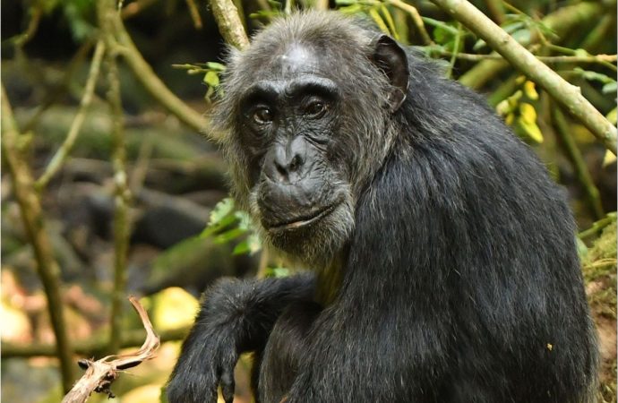 Οι θηλυκοί χιμπατζήδες περνούν εμμηνόπαυση, όπως διαπιστώνει νέα μελέτη
